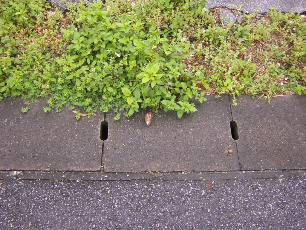 側溝脇の草むらにもアフリカマイマイ。繁殖力が強く、宮古島を含む沖縄県の各地で見られる特定外来生物。