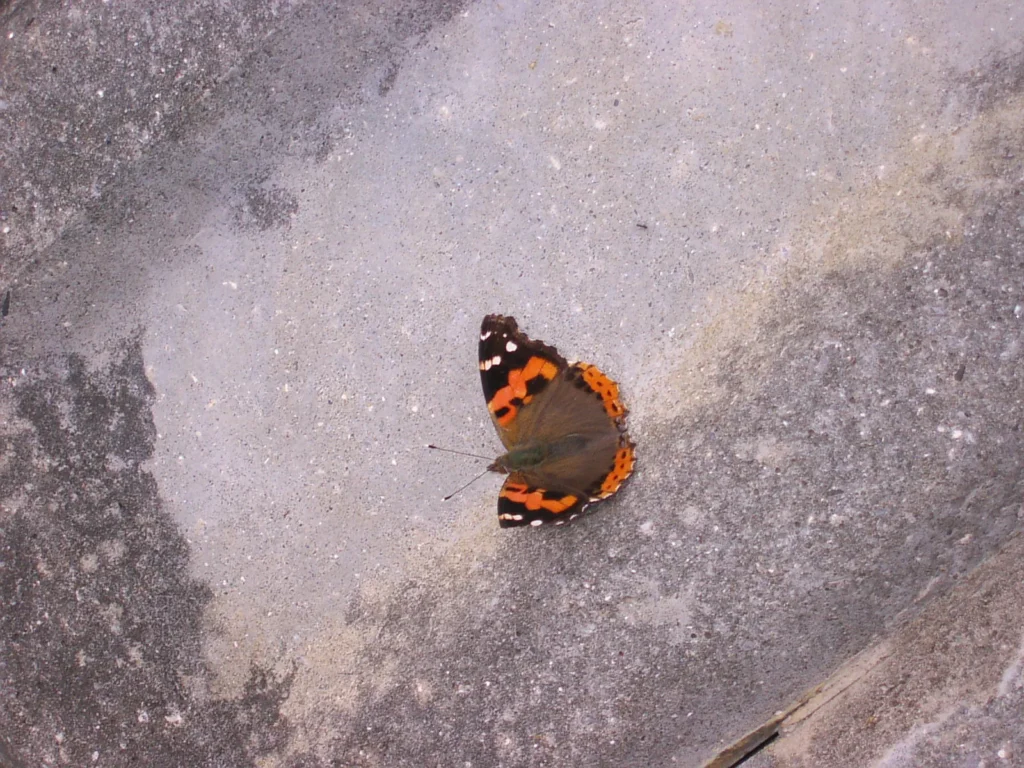 2月の宮古島は気温が暖かく、アカタテハをはじめ多くの生き物が活動している。