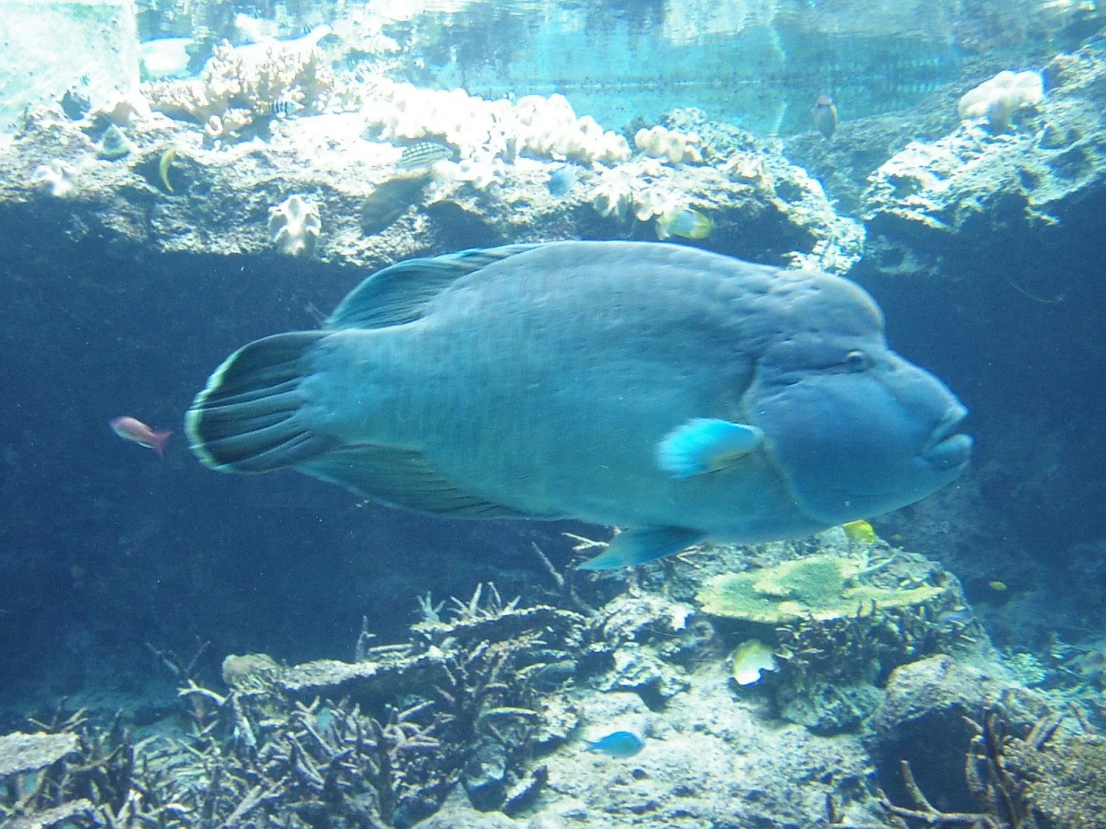 巨大なナポレオンフィッシュ(メガネモチノウオ)。独特のコブと、エメラルドグリーンの体色が印象的。
