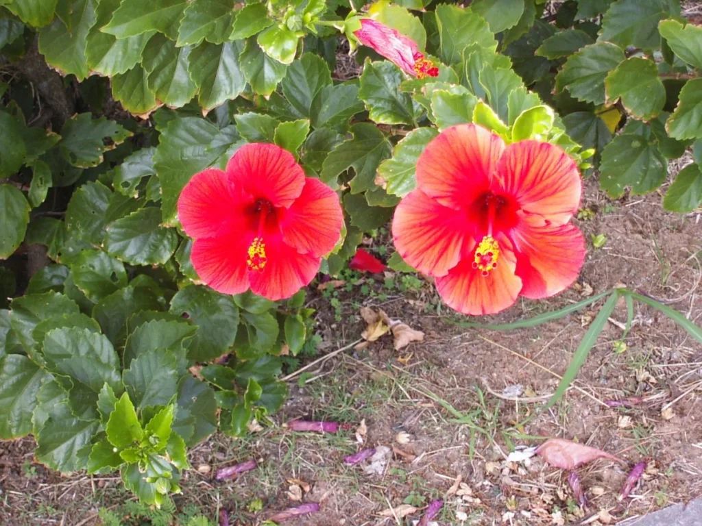 小笠原・父島に咲く鮮やかな赤いハイビスカスの花