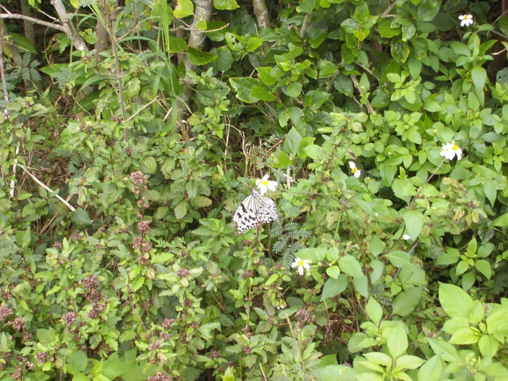 1月に竹富島を飛ぶ蝶。AIによると「南国の貴婦人」オオゴマダラらしい。