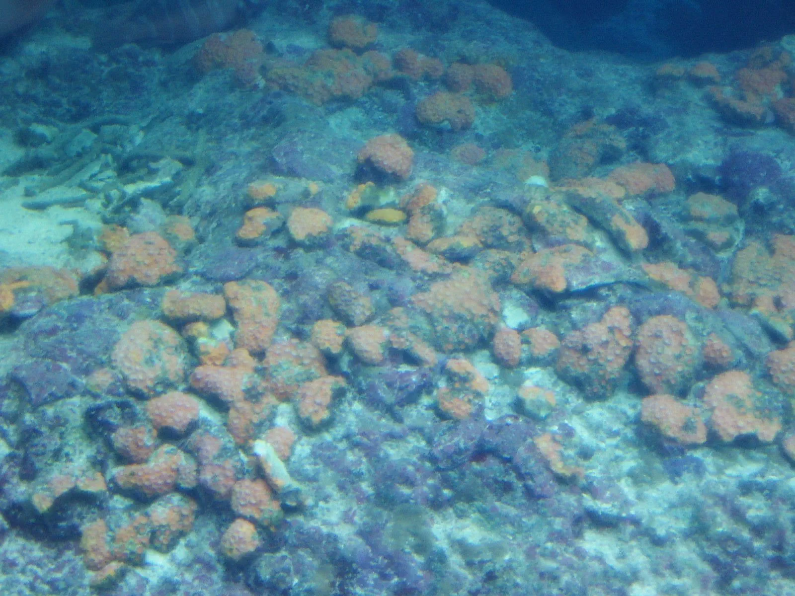 美ら海水族館のサンゴたち(イボヤギサンゴやイソギンチャク)