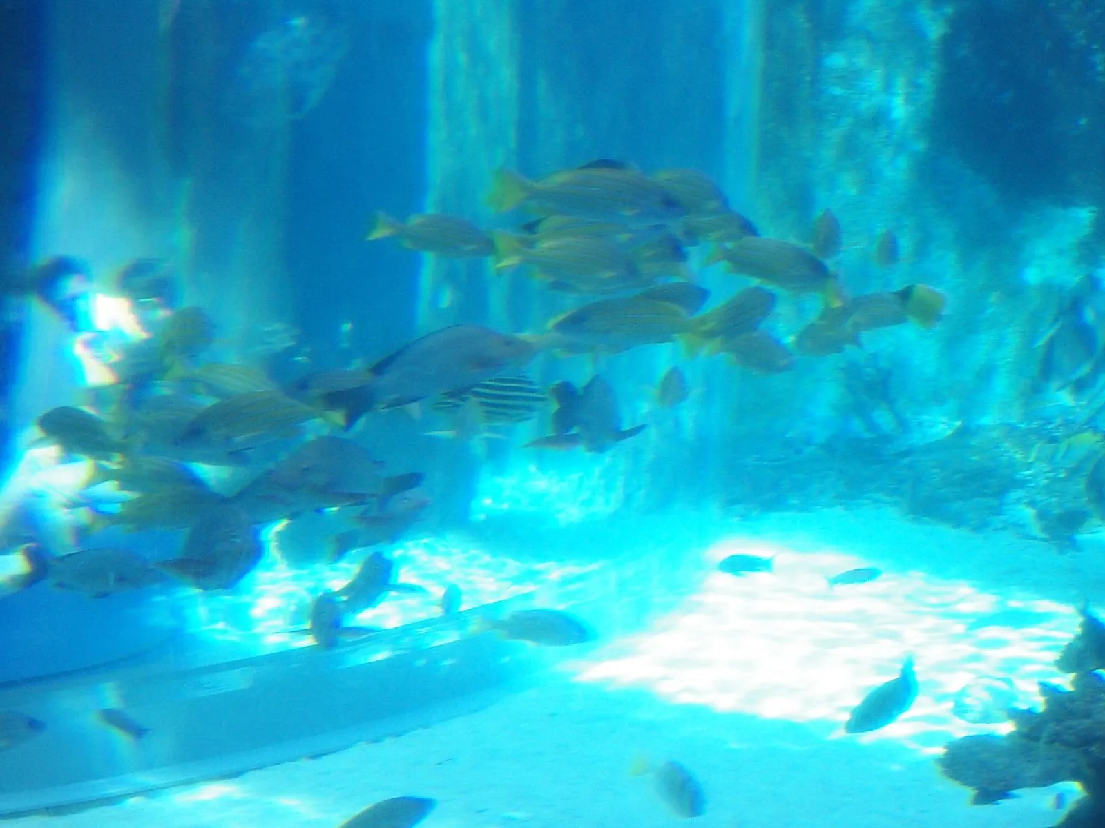 群れをなして泳ぐ魚たち。動きがシンクロしており、一つの大きな生き物のようにも見える。