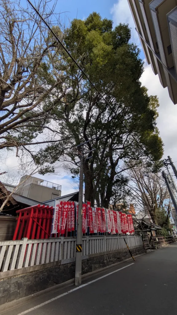 浅間神社の境内にある巨大なクスノキ