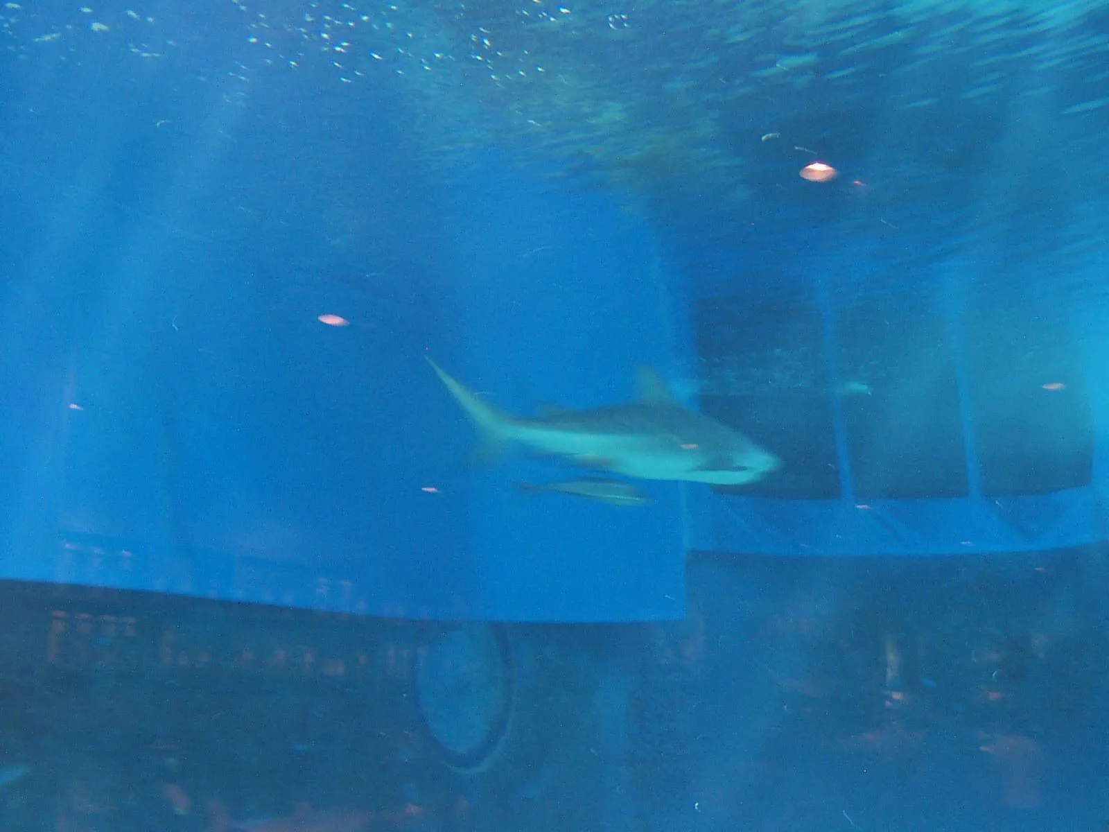 美ら海水族館のジョーズ。とにかく泳ぎが速いので、ピントが合わない。