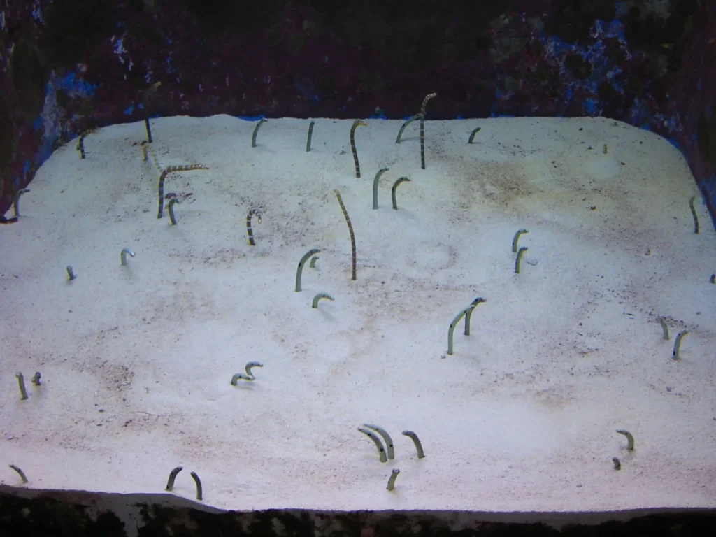 ちょっと頭を出している姿が面白い。驚くとすぐ砂の中に頭をひっこめる。ぬいぐるみになって売店で売っている。