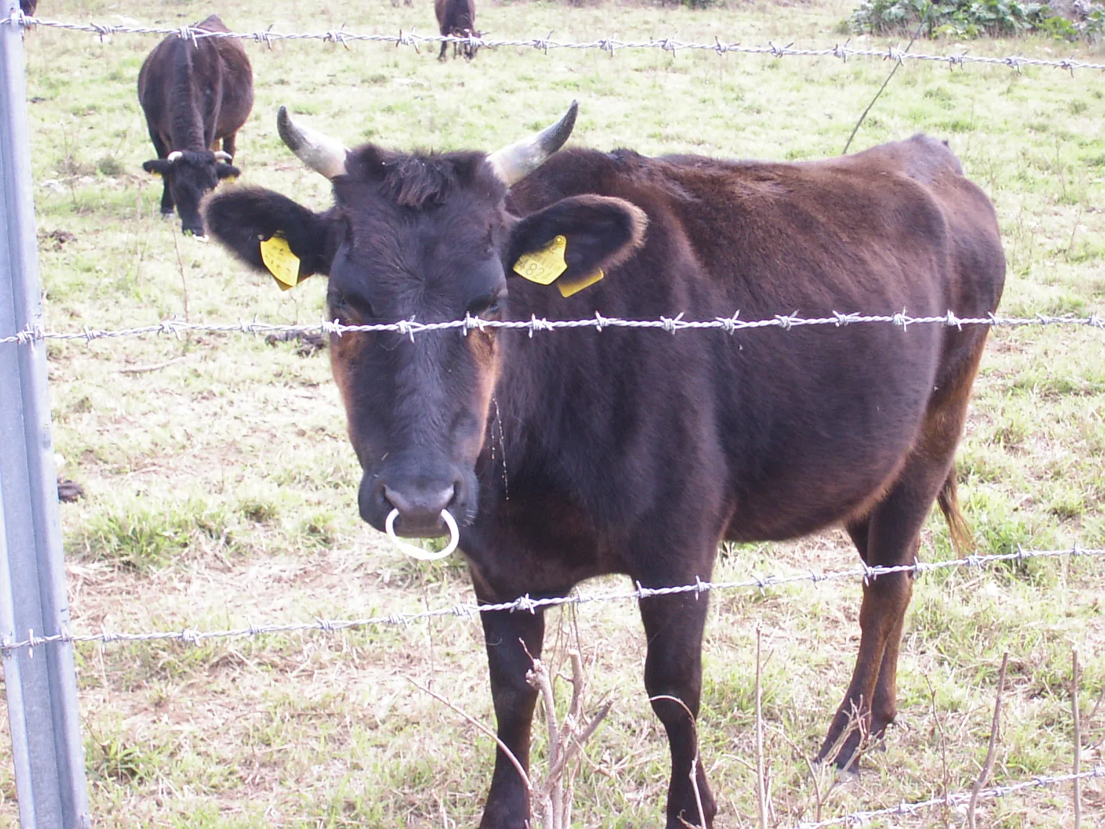 つぶらな瞳が印象的な黒毛和牛。八重山は和牛の飼育が盛んな地域。