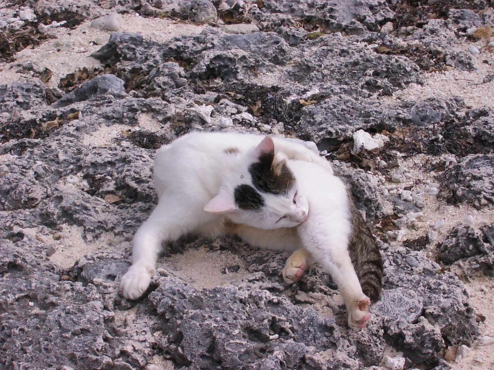 ゴツゴツしたサンゴの岩場も、彼らにとっては快適な居場所かも。器用に毛づくろい中。