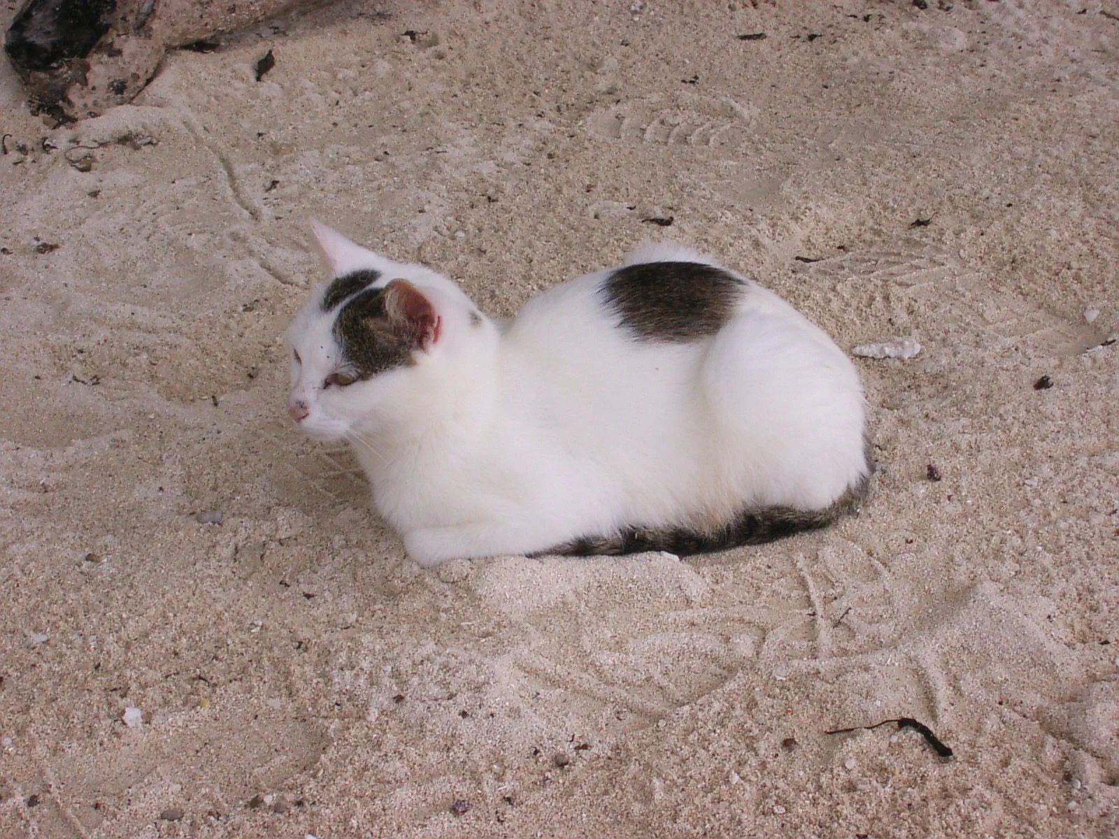 星砂の浜にちょこんと座る猫。白い砂に白い毛並みが馴染む。