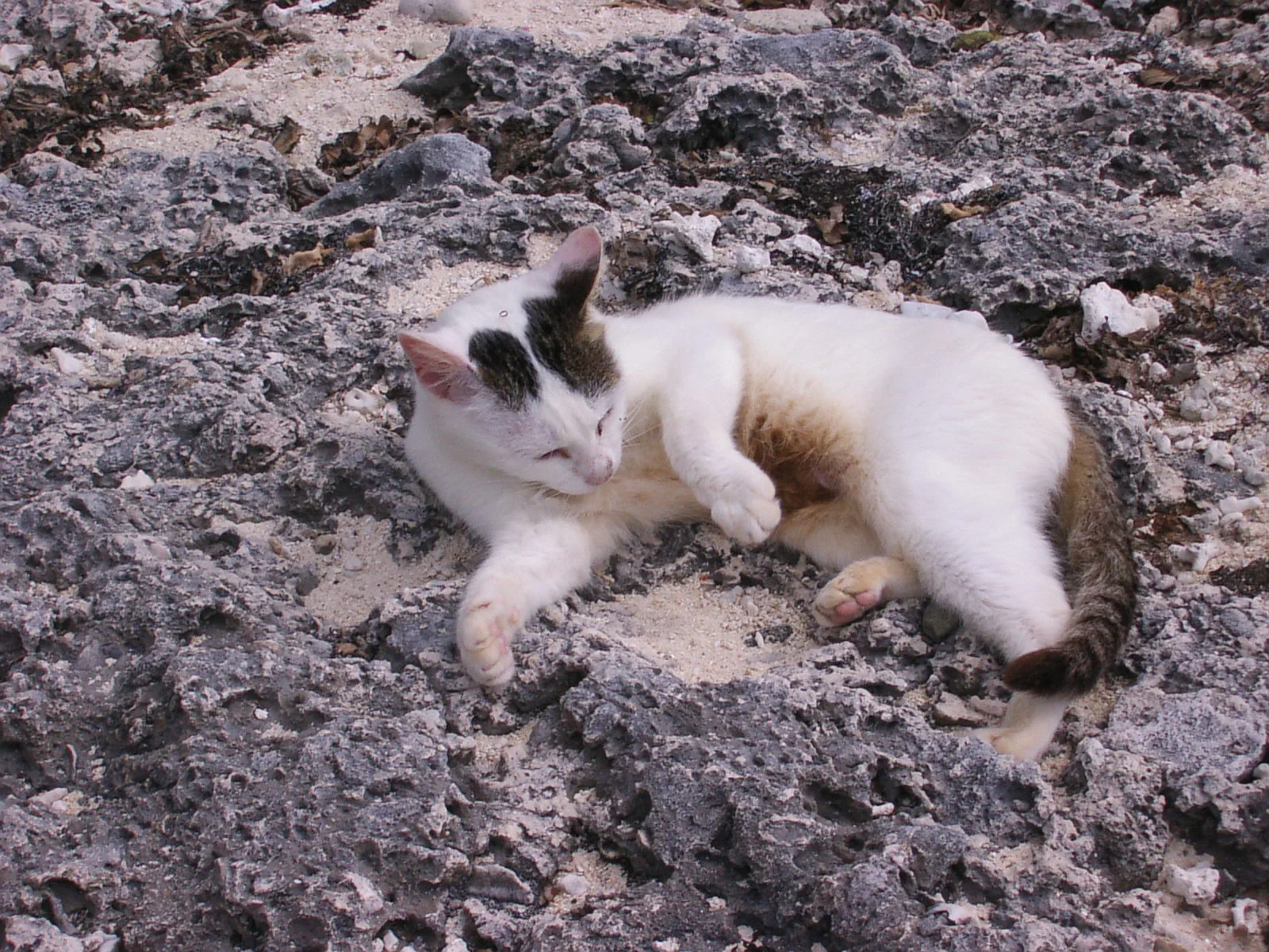 人がいても気にする様子もなく、岩の上でゴロリ。