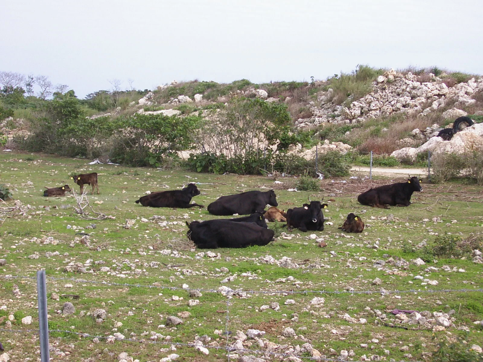岩場や草地で身を寄せ合って休む牛の群れ。子牛の姿も。