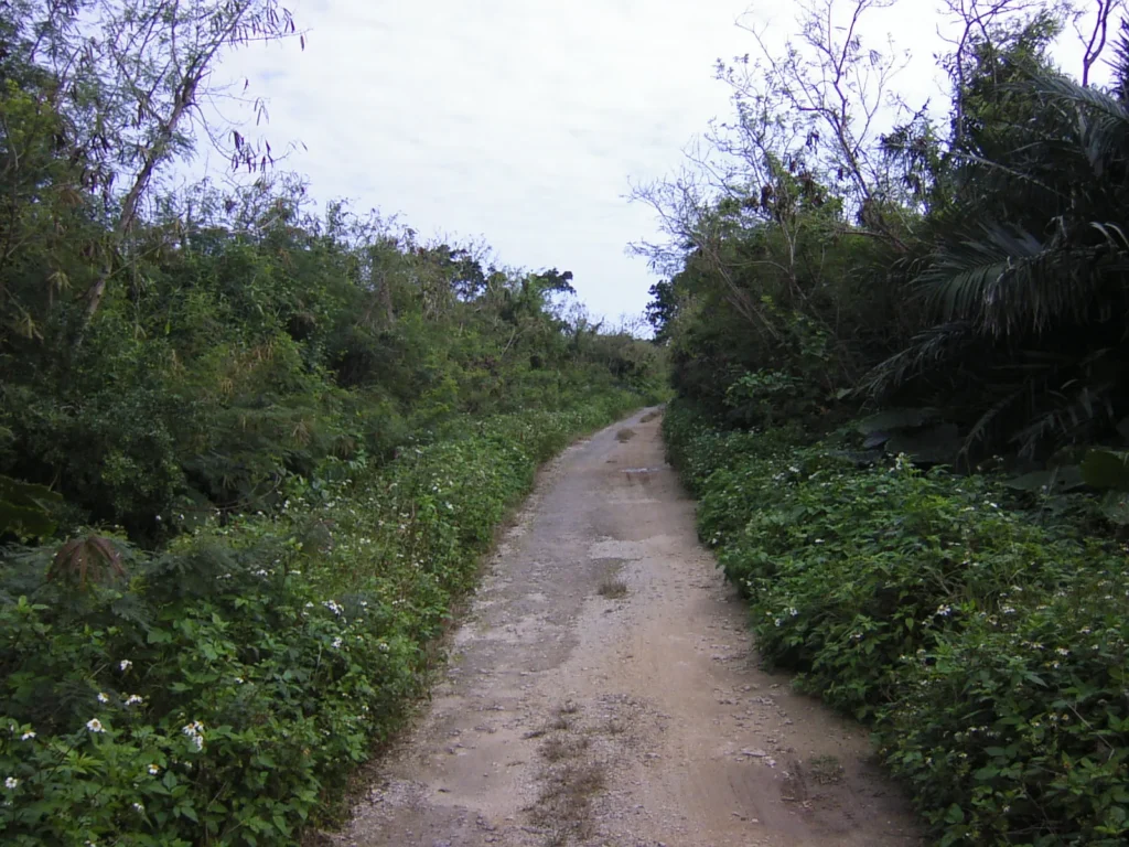 浜へと続く道は、亜熱帯の植物が生い茂る緑の回廊。