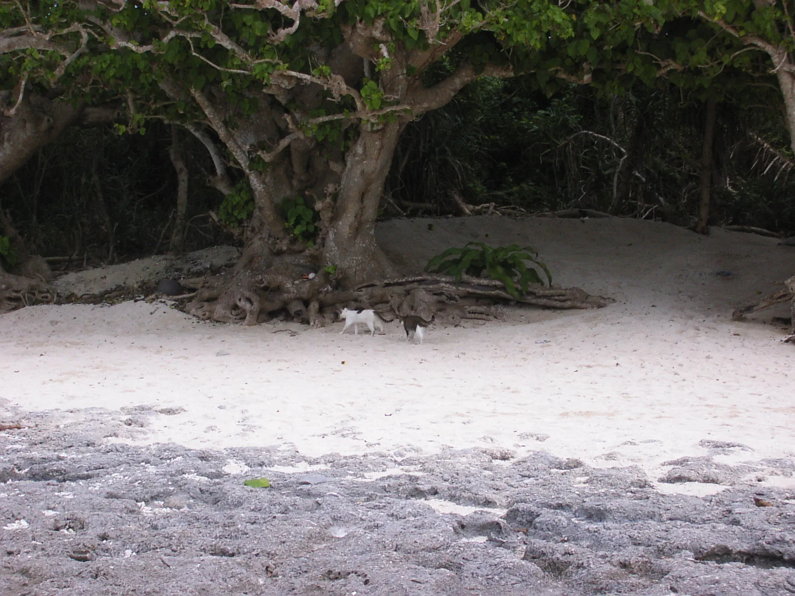 強い日差しを避けるように、浜辺の大きな木陰を歩く猫。