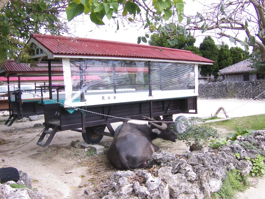 竹富島は自転車で1周できるほどの広さだが、水牛が引く牛車に乗って街中をゆっくり観光することができる。