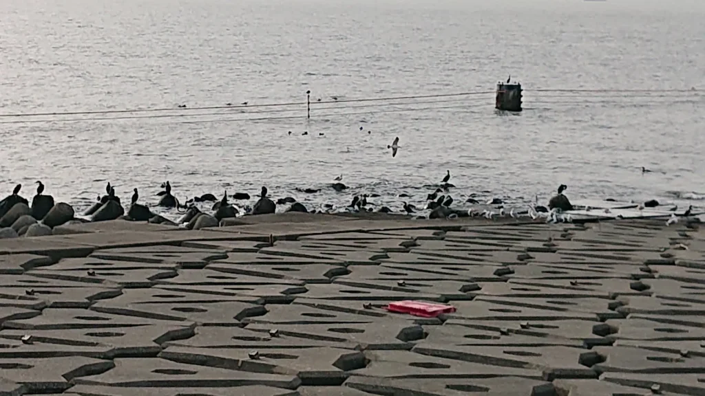 海ほたるの護岸で羽を休める海鳥