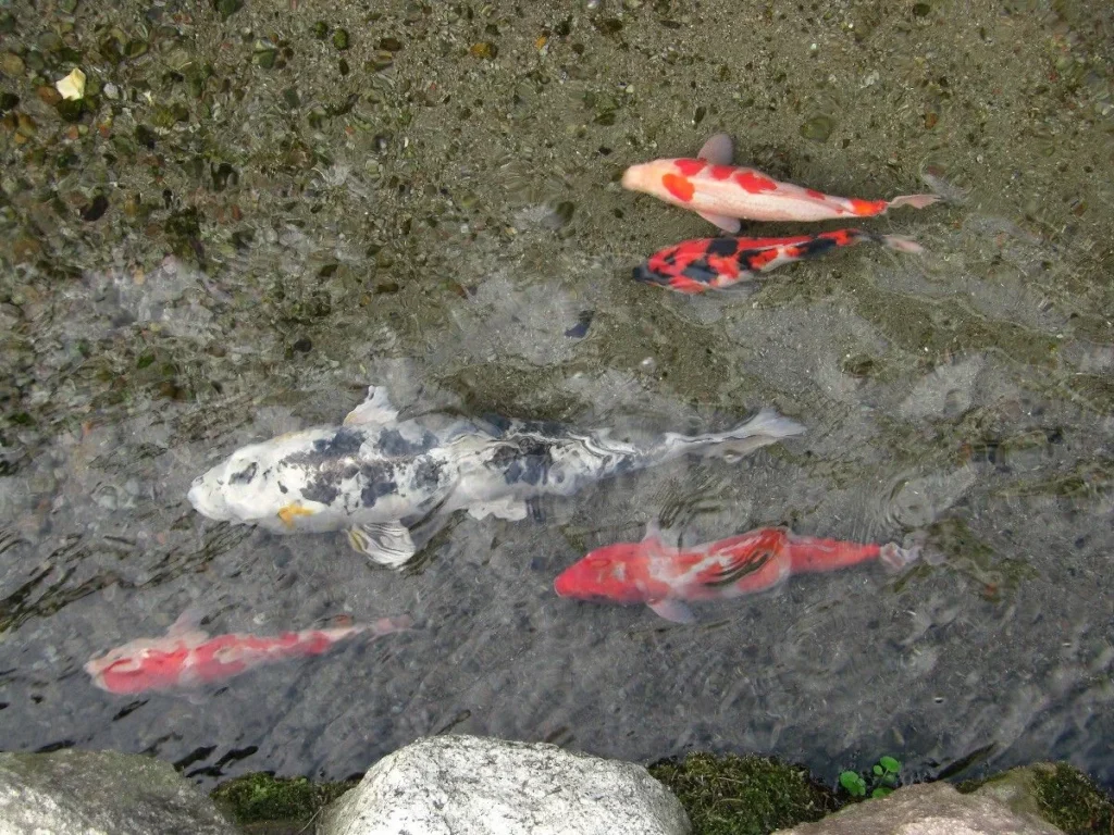 家族と思われる鯉たち