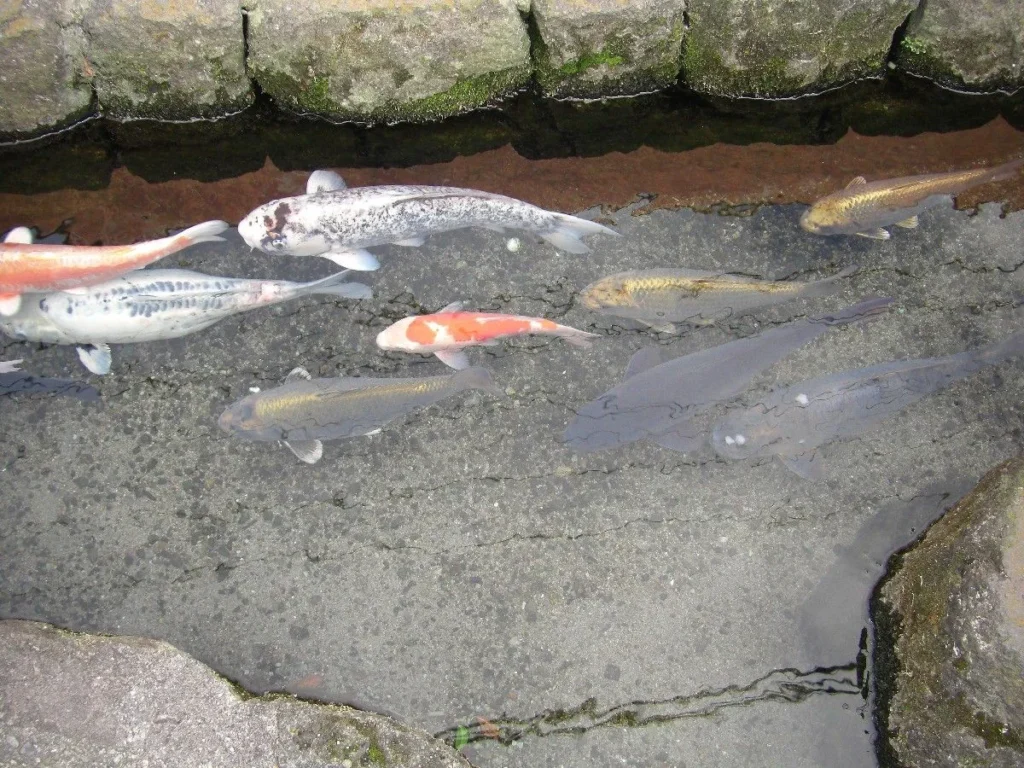 鯉はみな、流れに逆らって同じ方向を向いている。高松の栗林公園の鯉とは違い、餌をまいても寄ってこない。