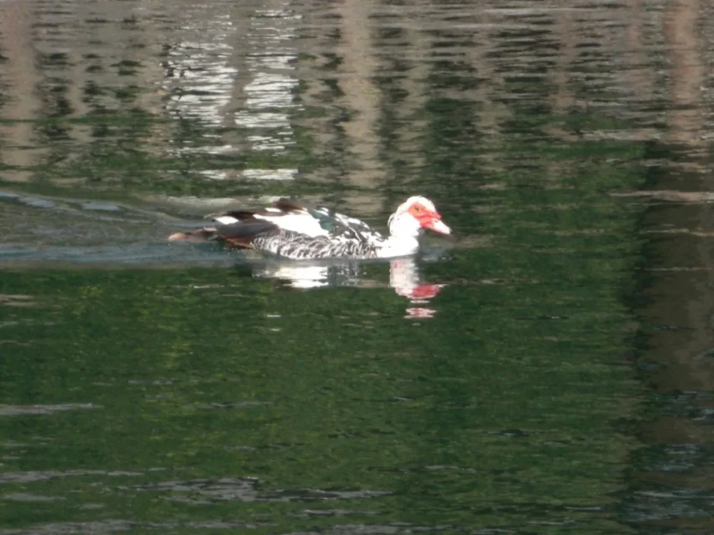 水がきれいなため、水鳥が暮らしている。