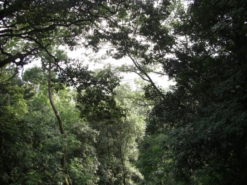 松山城へ入る道路はいくつかあるが、どれも登山道のようなものである。道はこのような鬱蒼とした森の中を進み、遠くに町並みが見える。季節柄セミの合唱がかまびすしい。