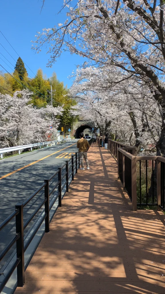 桜の撮影用に特別に作られたポイント。満開の桜のトンネルを間近で撮影できる。