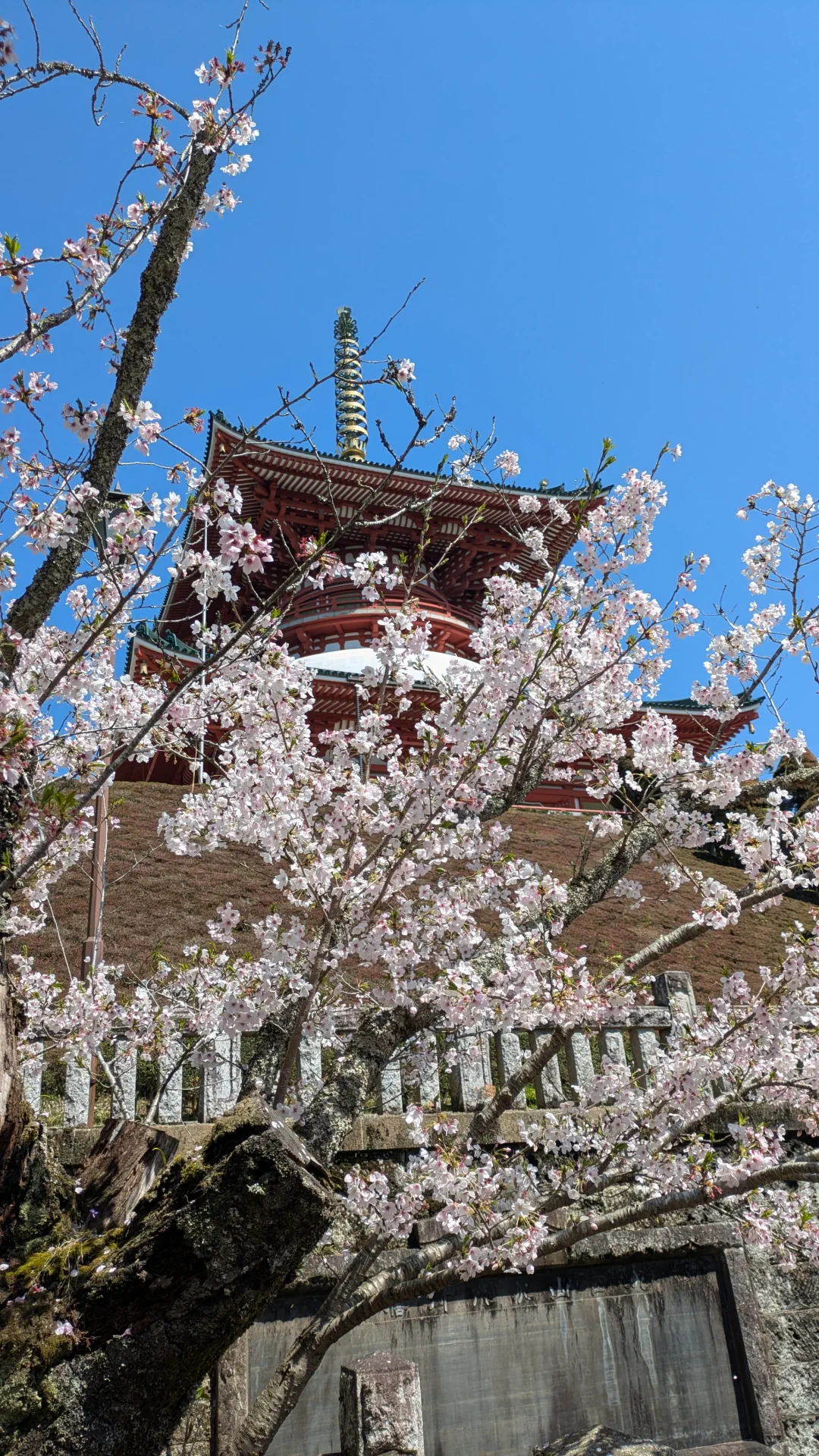 桜の白と塔の朱色の対比が美しい。春ならではの光景だ。