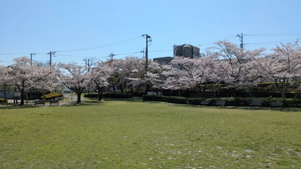 広々とした芝生広場と桜並木。家族連れの憩いの場として親しまれている。