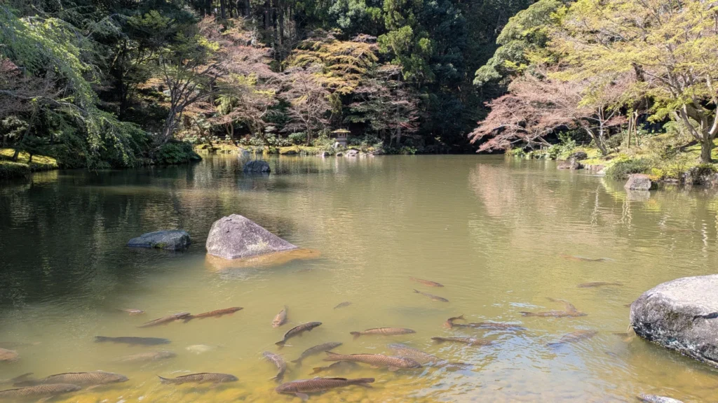 成田山公園の龍樹池(りゅうじゅのいけ)。**透明な水の中を鯉たちが悠々と泳ぐ。
