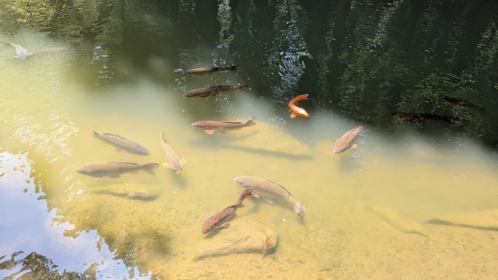成田山公園の龍樹池(りゅうじゅのいけ)。透明な水の中を鯉たちが悠々と泳ぐ。