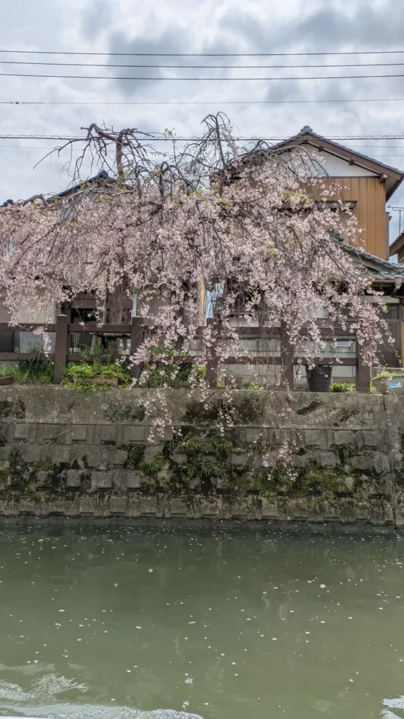 観光船から眺める川沿いの美しい枝垂れ桜