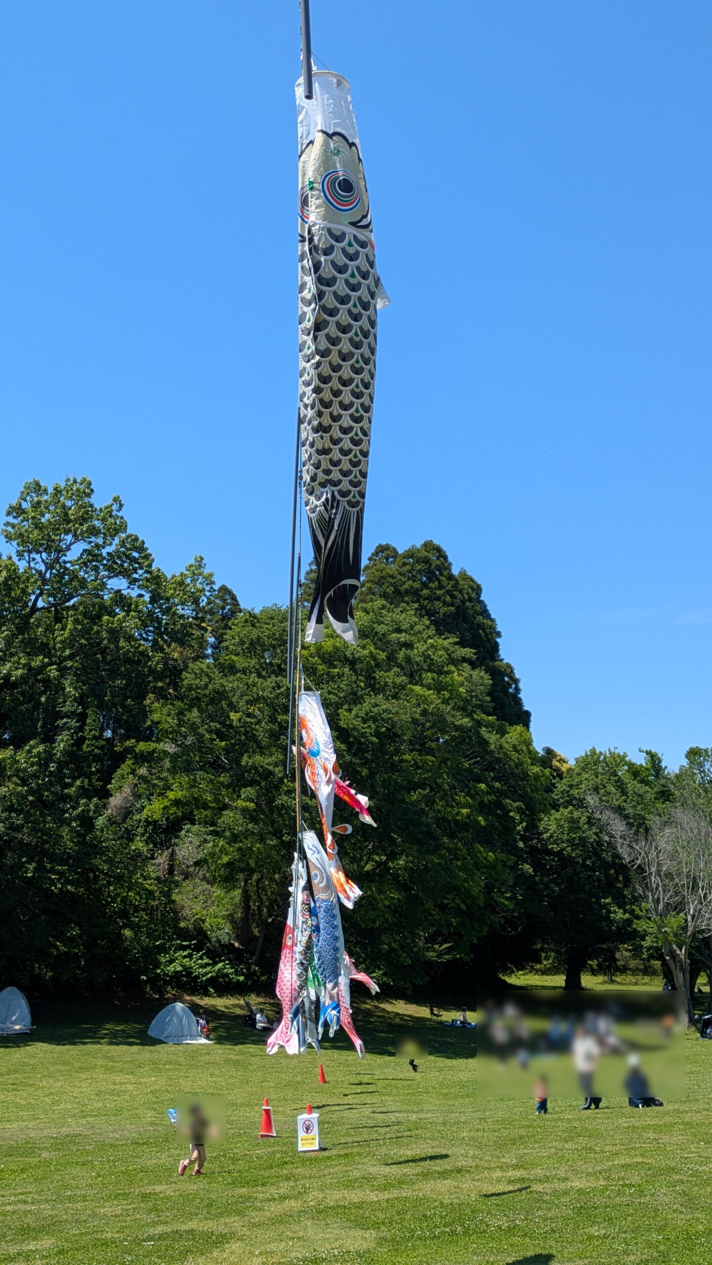 昭和の森・太陽の広場で風にたなびくこいのぼり